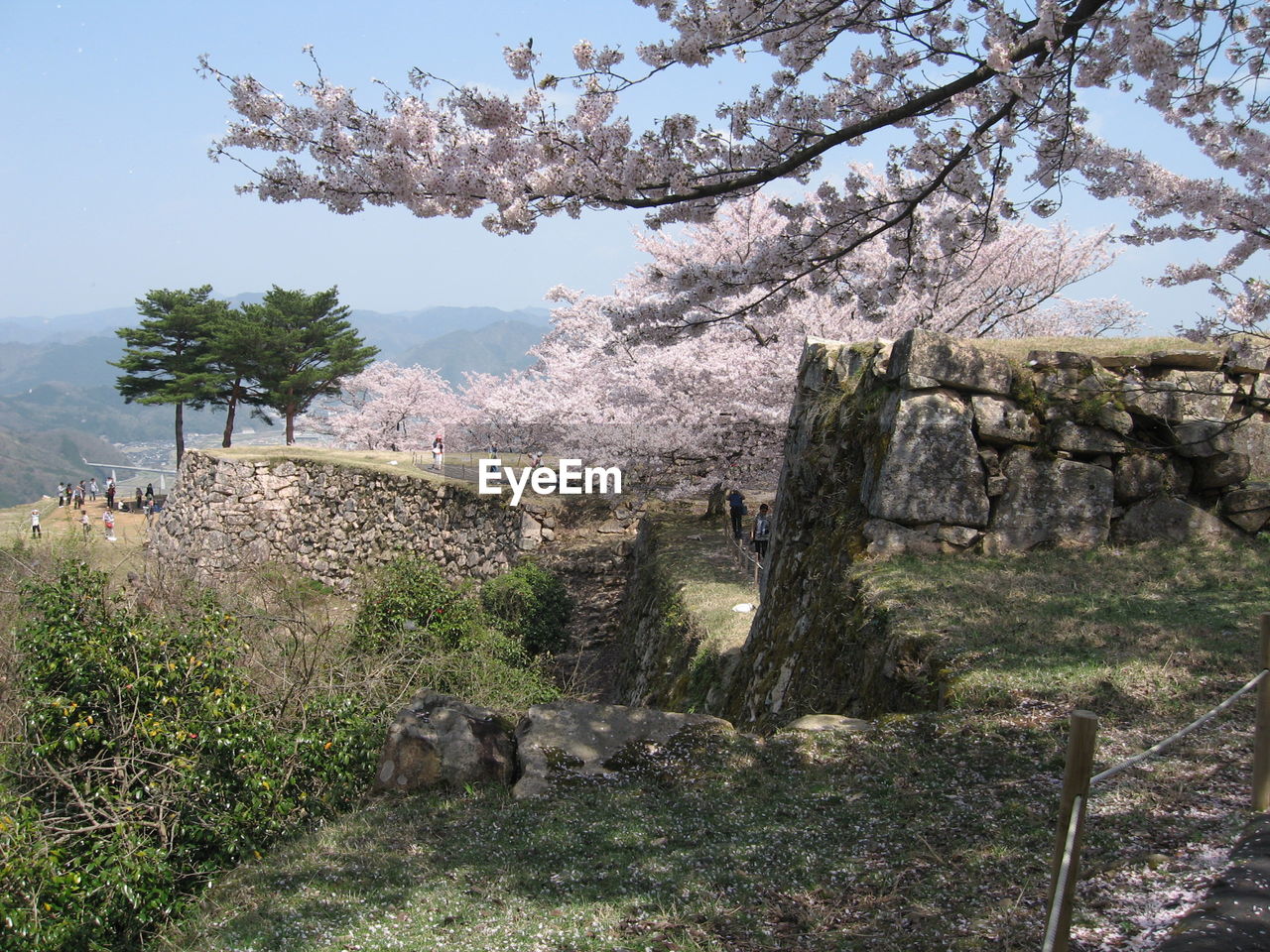 Trees growing in a park