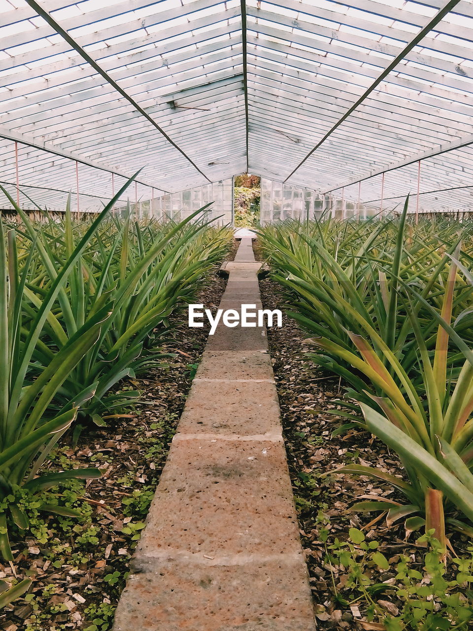 Plants growing in greenhouse