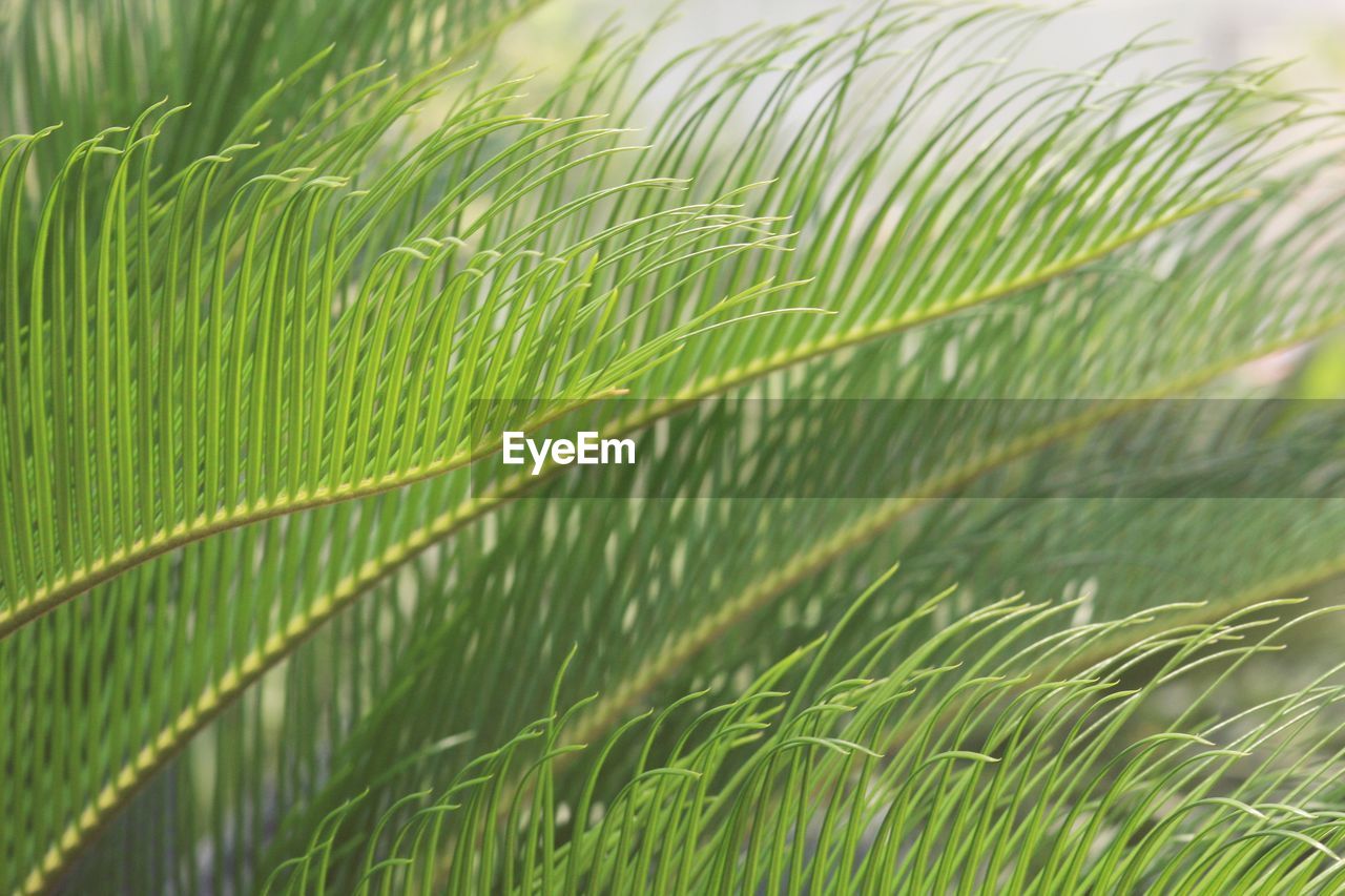 CLOSE-UP OF FRESH GREEN PLANT