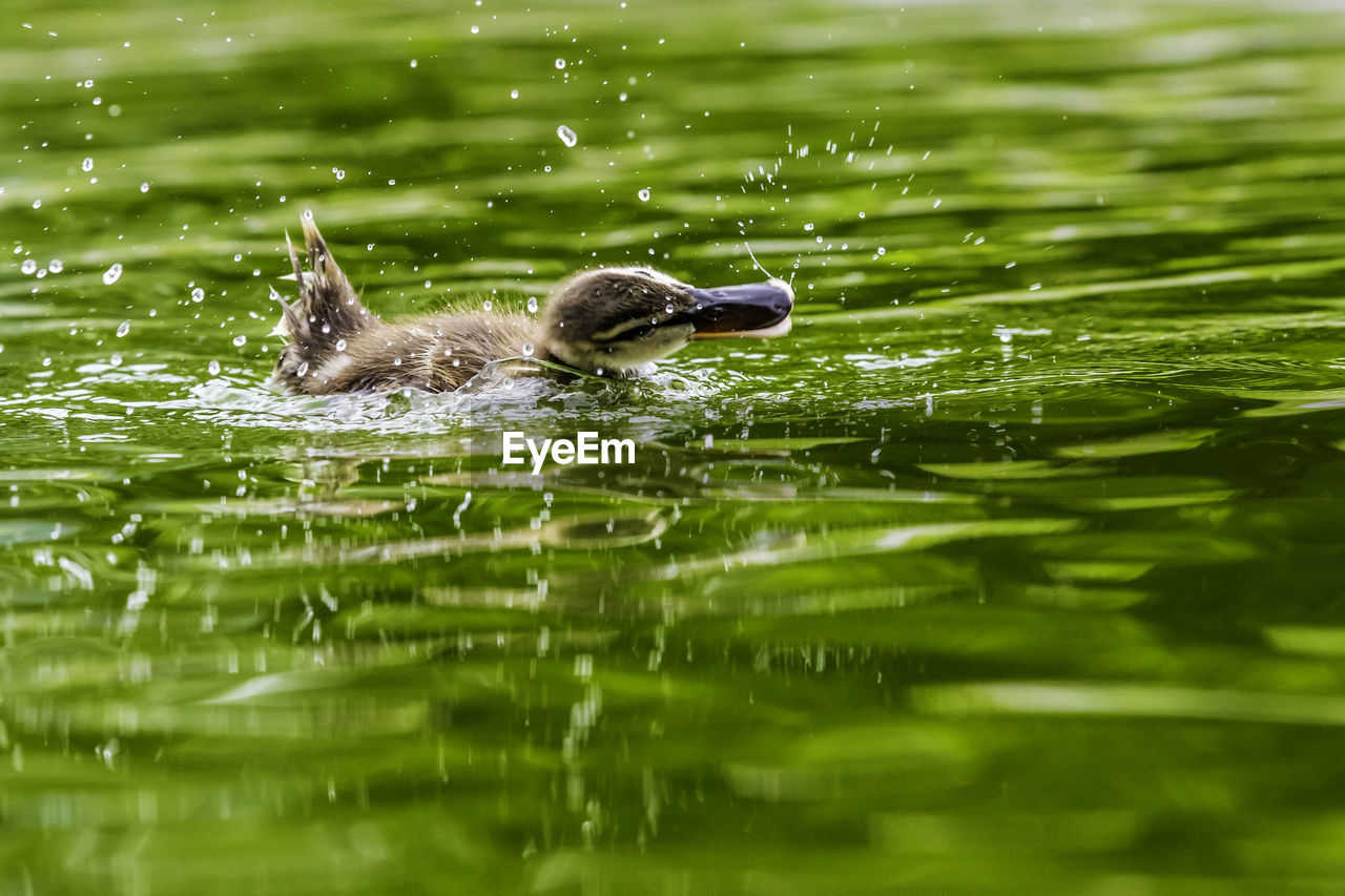 Close-up of duck swimming in lake