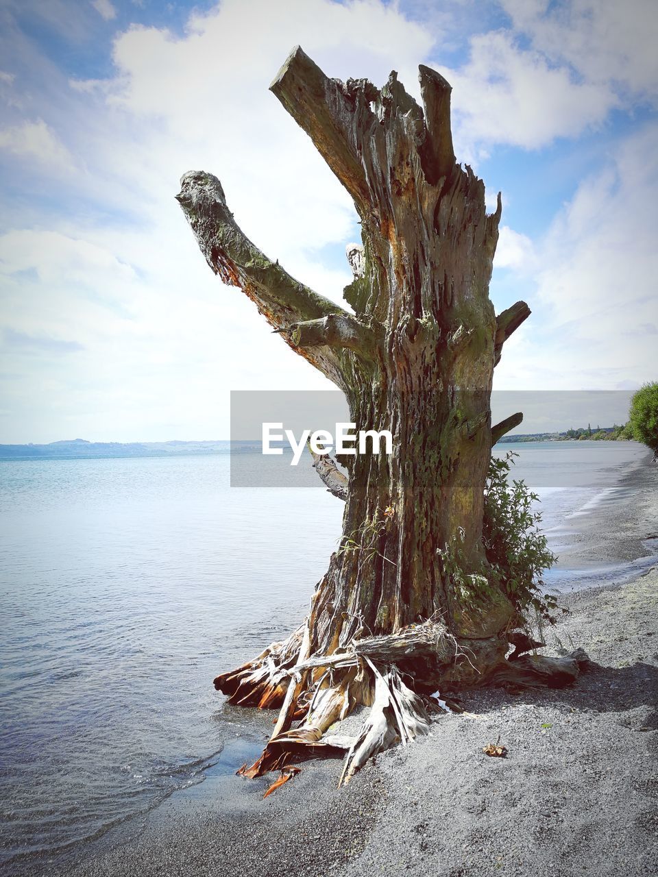 Tree trunk by sea against sky