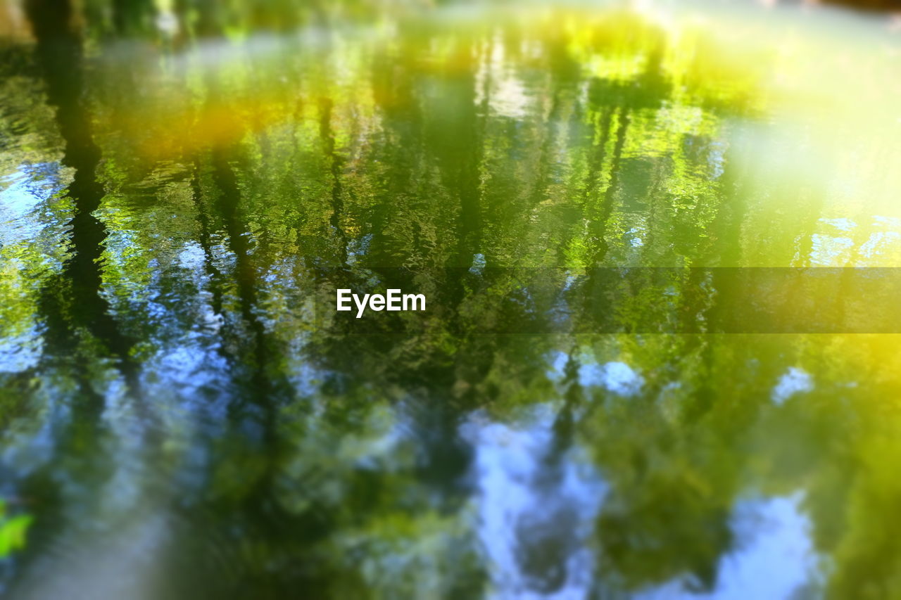 Reflection of trees in water