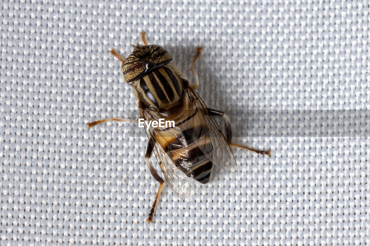 CLOSE-UP OF FLY ON THE WALL