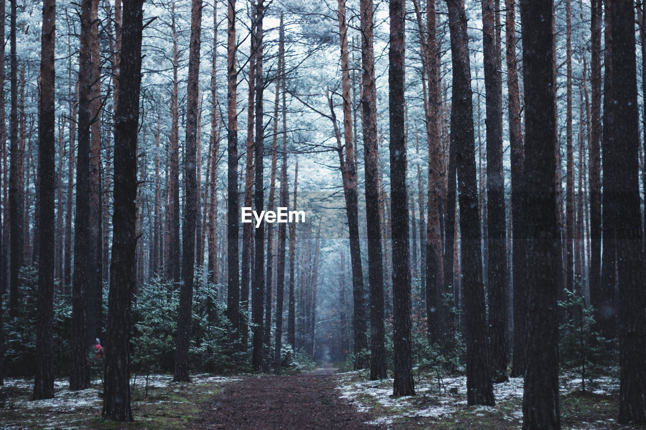 Pathway along trees in the forest