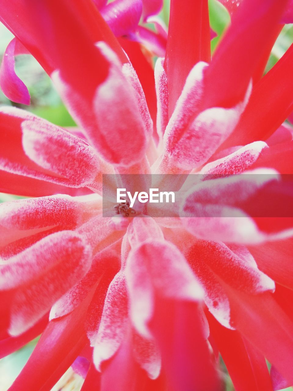 EXTREME CLOSE-UP OF RED FLOWER