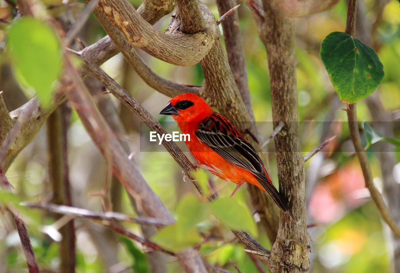 Bird perching on a branch