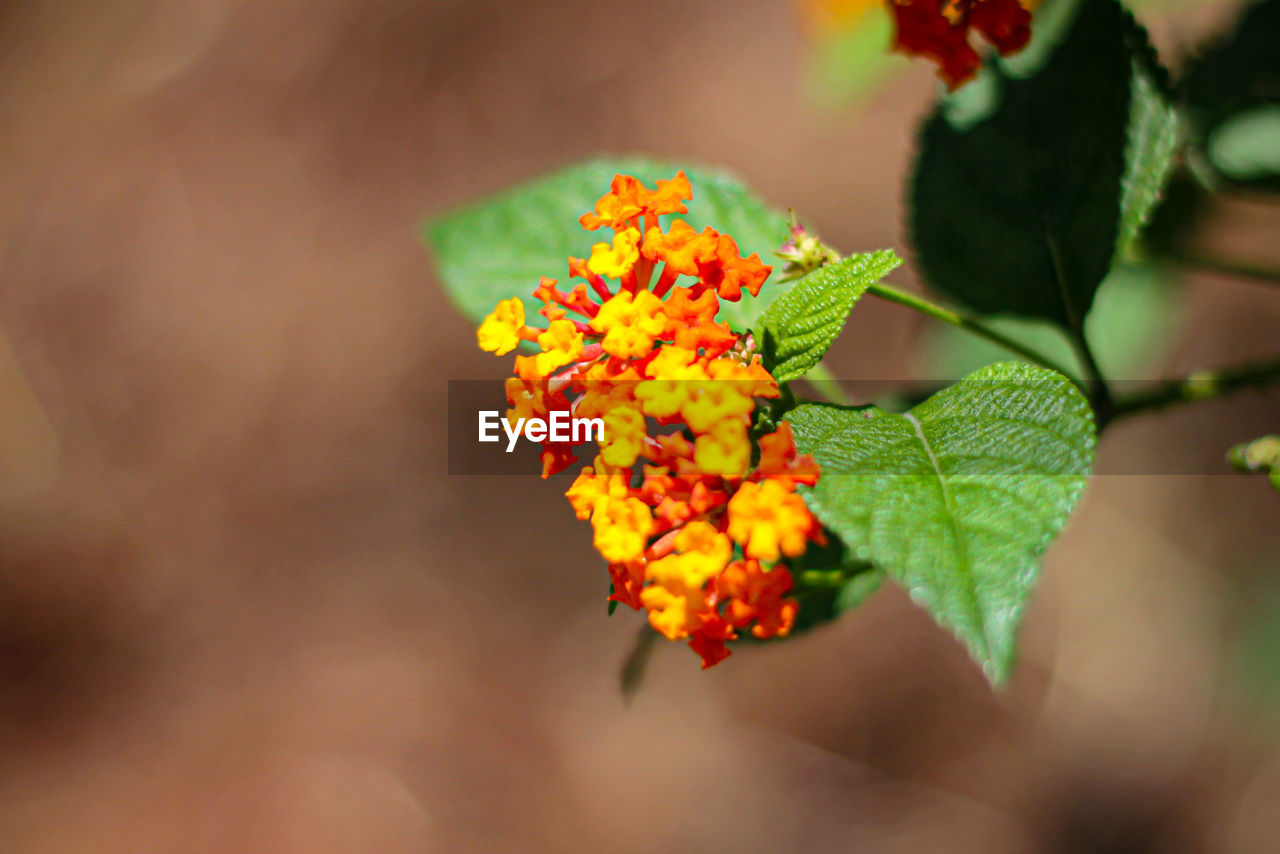 Close-up of orange flowering plant