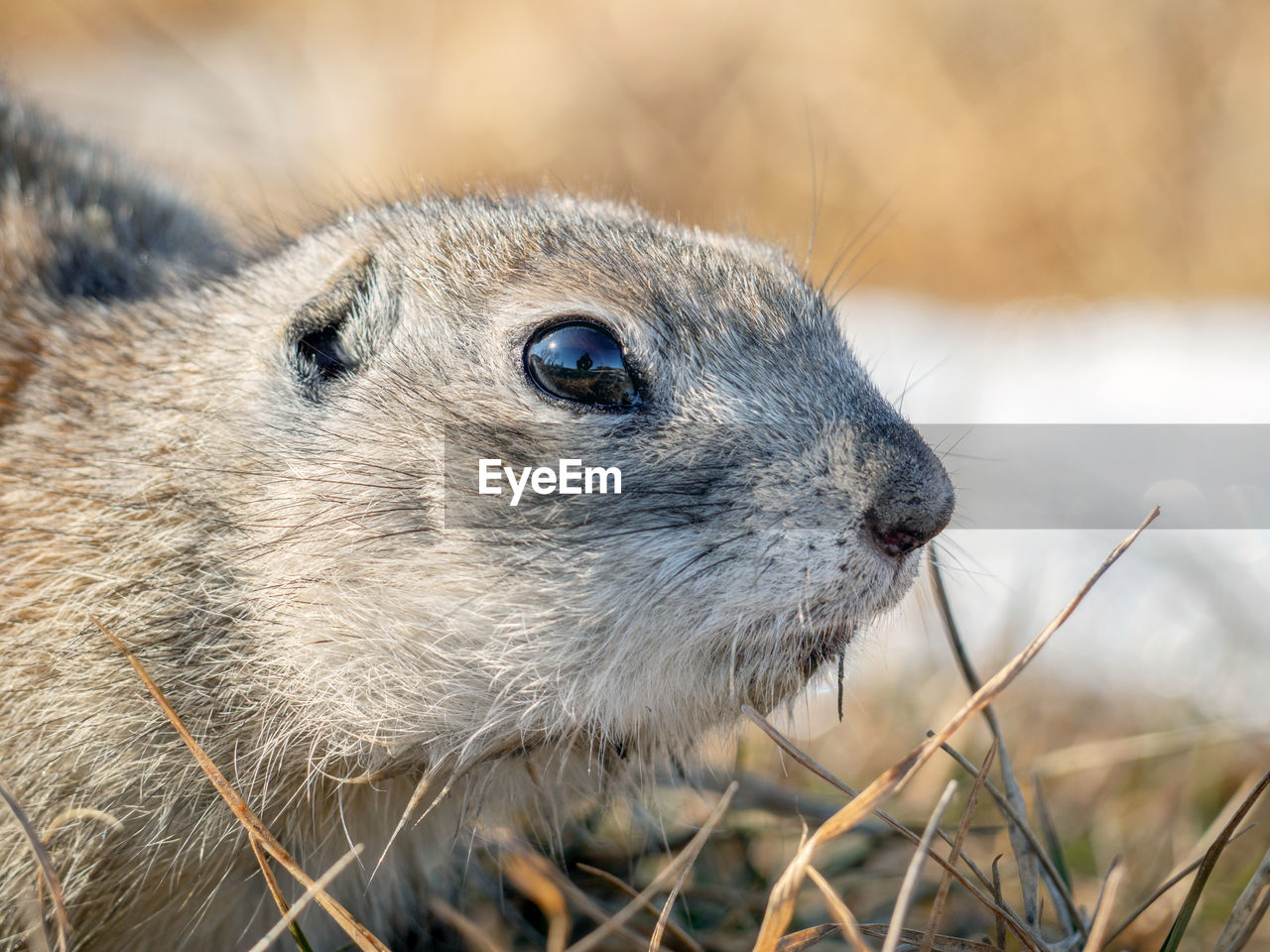 Gopher on the snow in winter-colored fur. rodents right after winter hibernation.