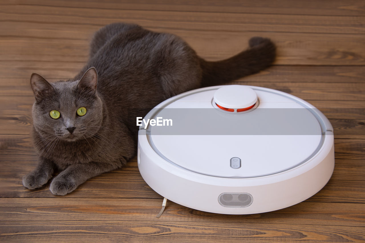 A gray furry cat lies next to a robot vacuum cleaner