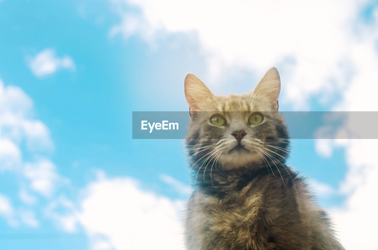 Portrait of a gray cat on blue sky background. cute pet. funny animal. soft selective focus