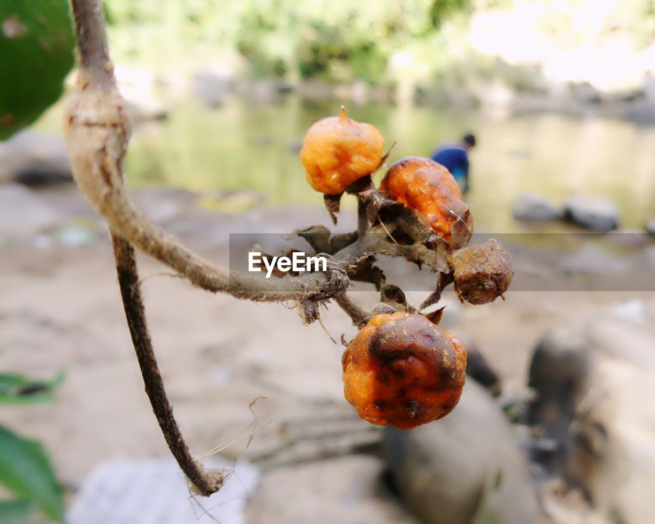 CLOSE-UP OF CHERRY ON TREE