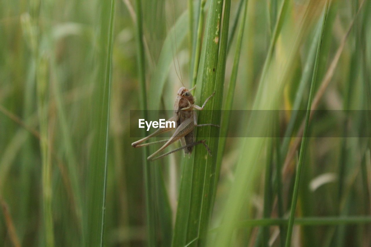 CLOSE-UP OF GRASSHOPPER ON A LAND