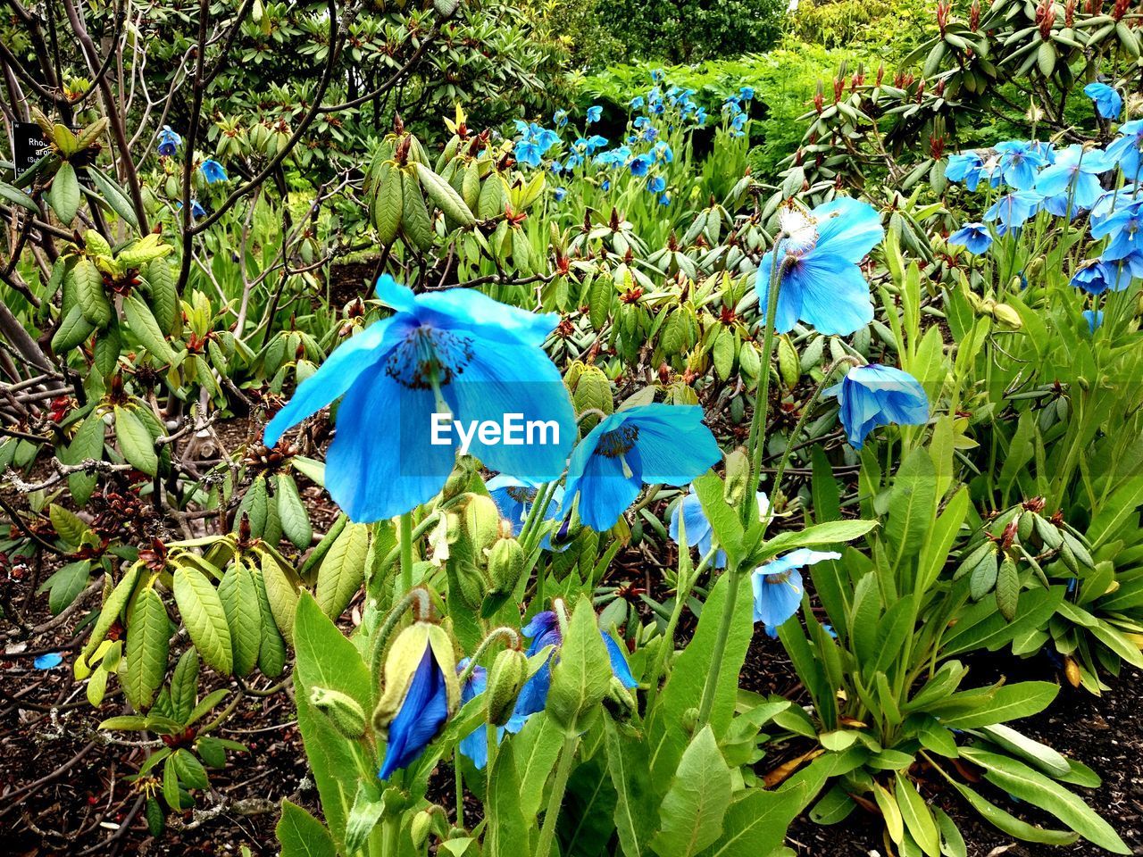 BLUE FLOWERS ON FIELD