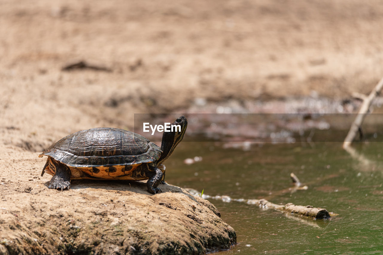 TURTLE ON ROCK IN A WATER