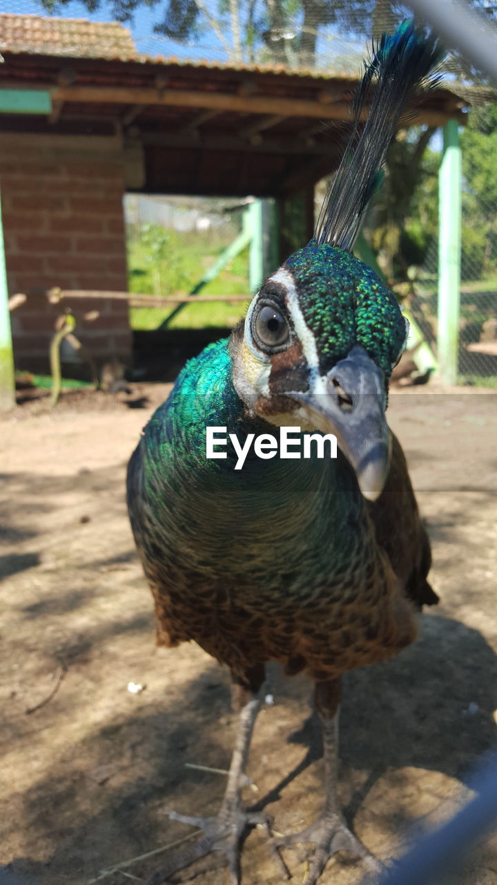 Close-up of peacock perching outdoors