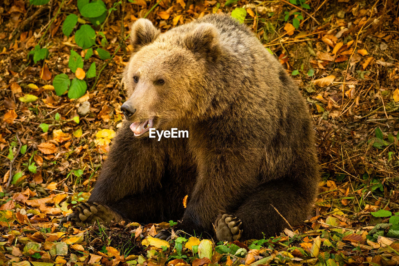 Close-up of a wild bear in the forest