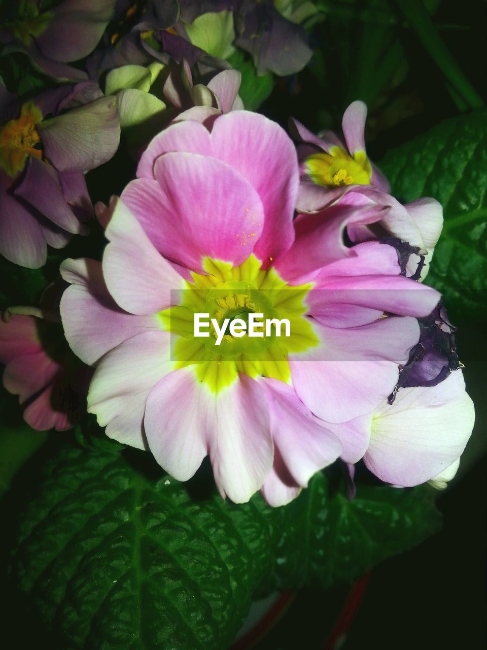 CLOSE-UP OF PINK FLOWER BLOOMING IN PARK