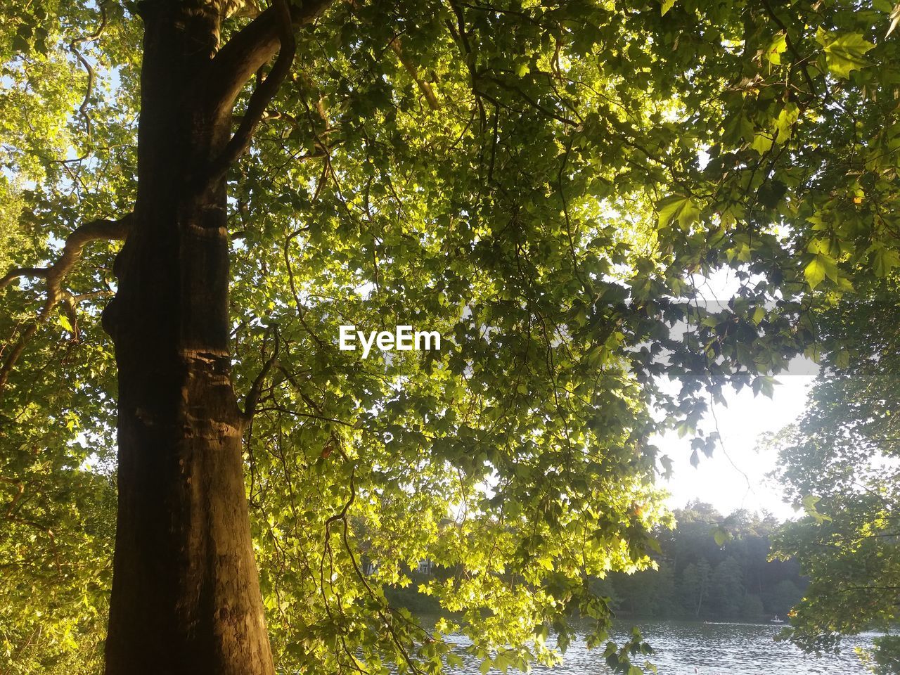 tree, tree trunk, nature, growth, forest, tranquility, day, outdoors, beauty in nature, tranquil scene, scenics, no people, branch, low angle view