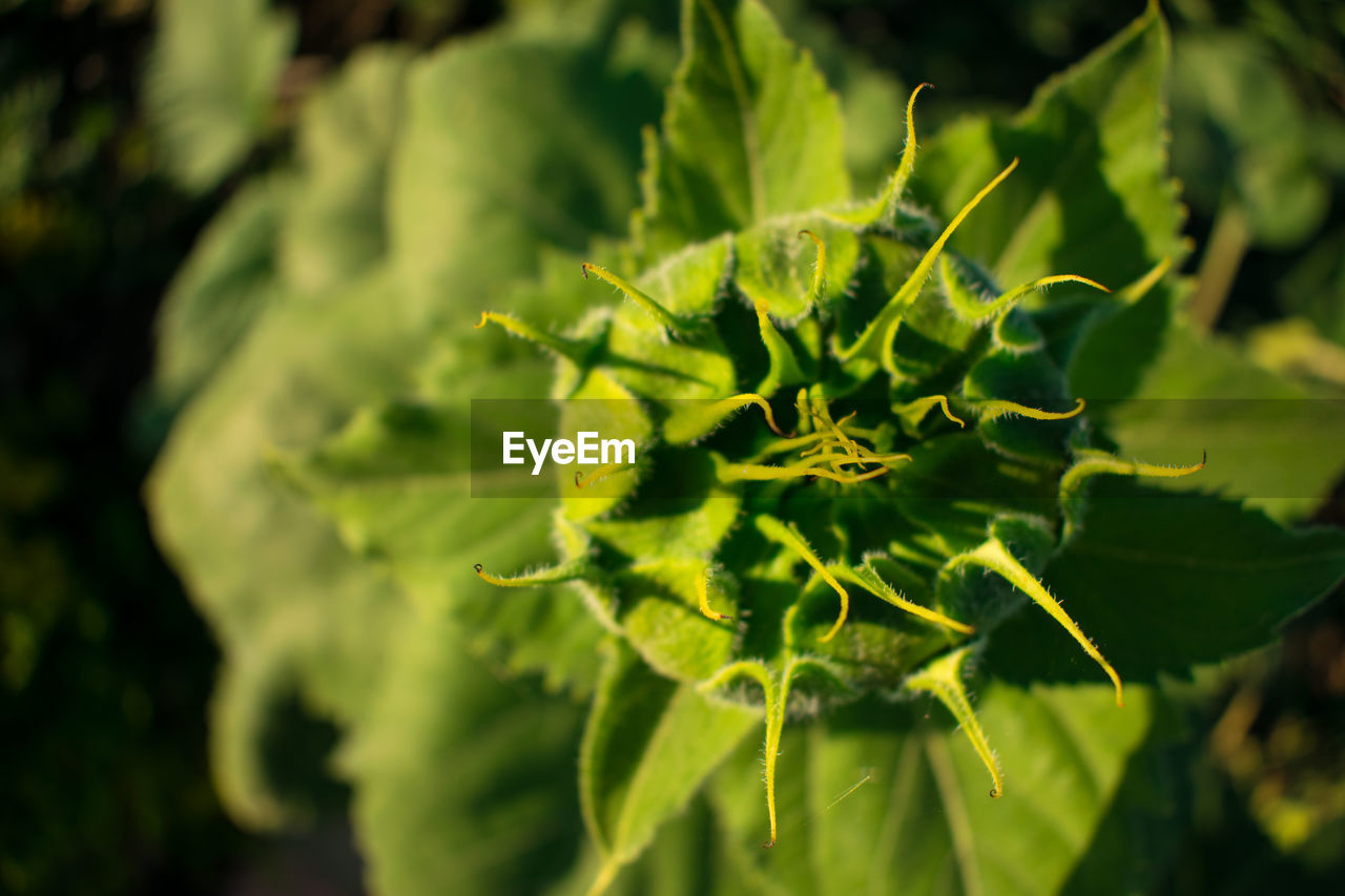 Green growing flower of a sunflower against a background of green leaves. sunflower bud