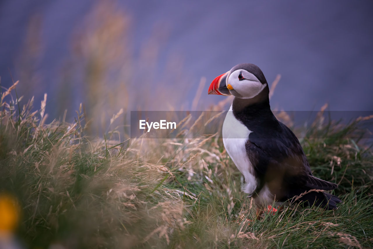 Puffin perching on field