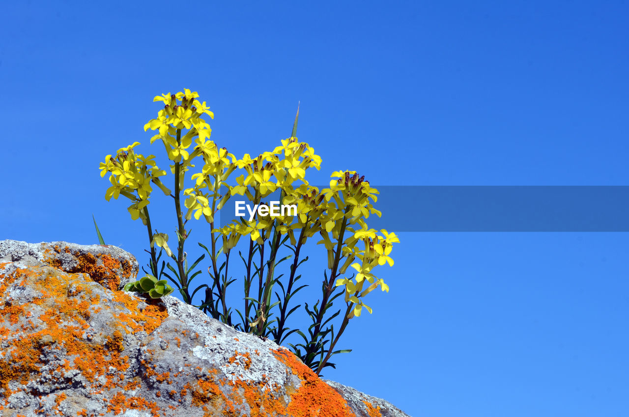 LOW ANGLE VIEW OF FLOWERING PLANTS AGAINST BLUE SKY