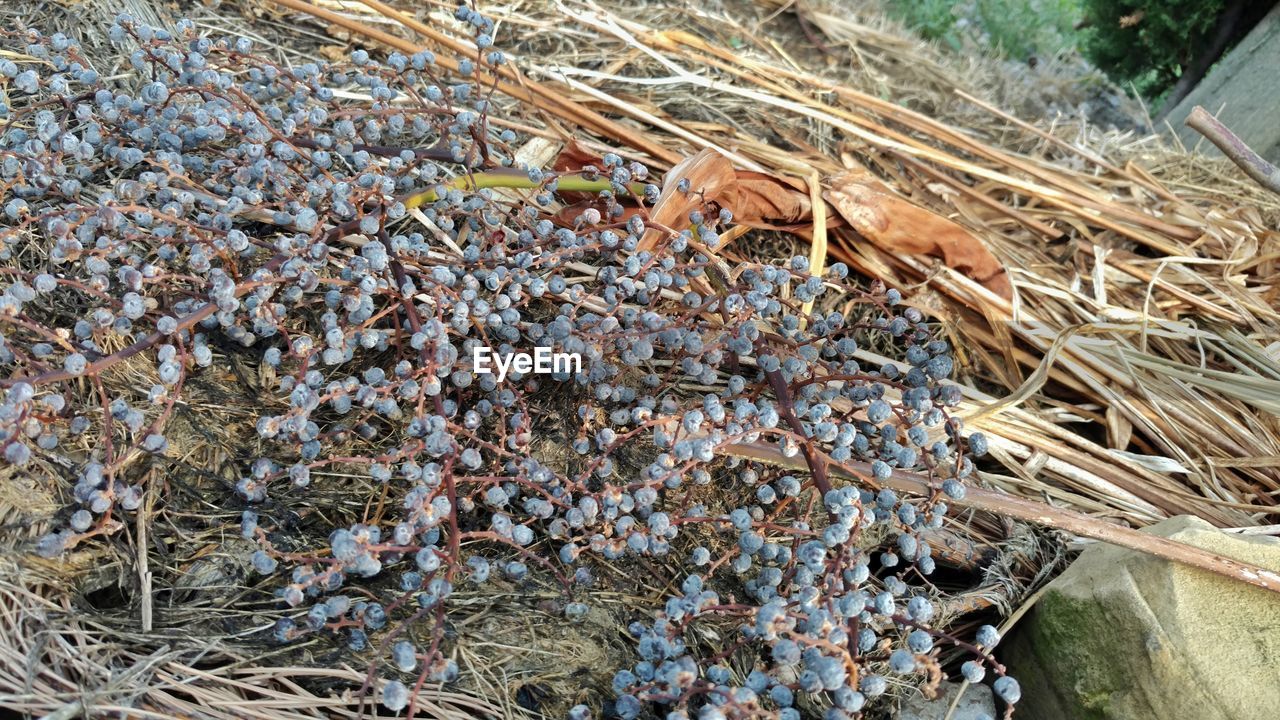 HIGH ANGLE VIEW OF INSECT ON GROUND