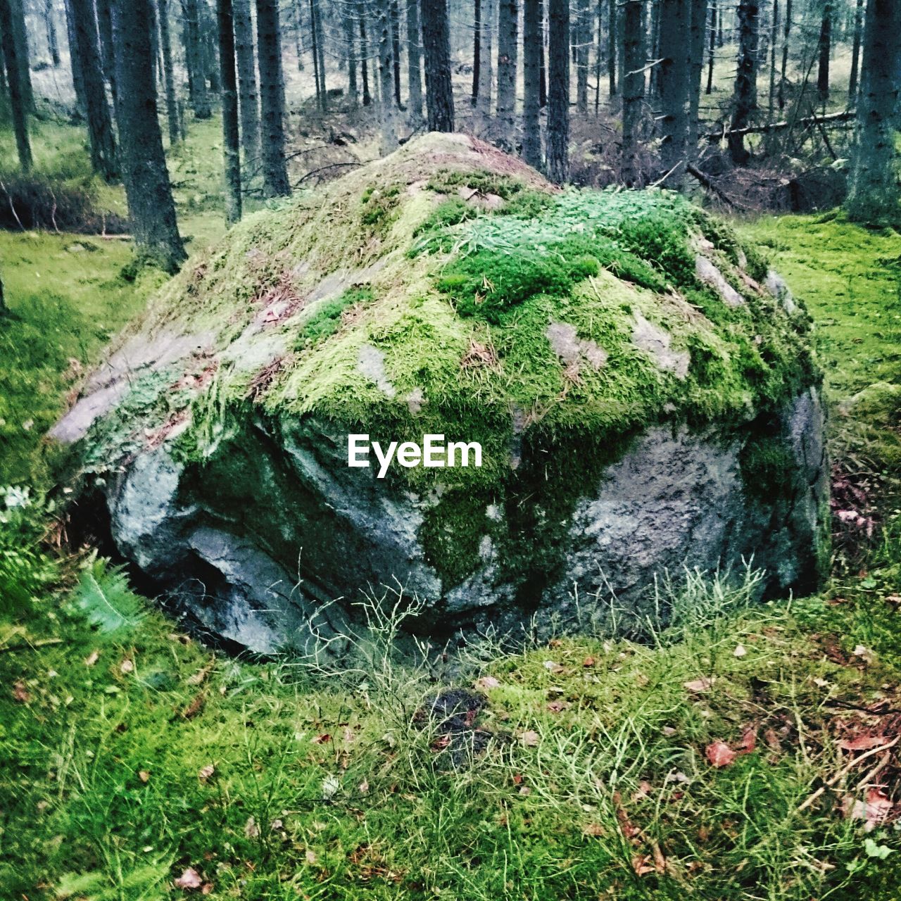Stone covered with moss