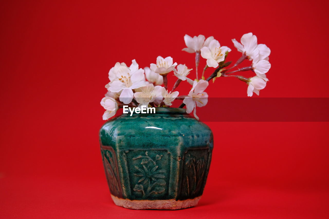 red, flower, flowering plant, plant, vase, colored background, studio shot, nature, indoors, red background, beauty in nature, no people, fragility, flowerpot, freshness, decoration, flower head, still life, container, pink, still life photography, close-up, arrangement, flower arrangement, inflorescence