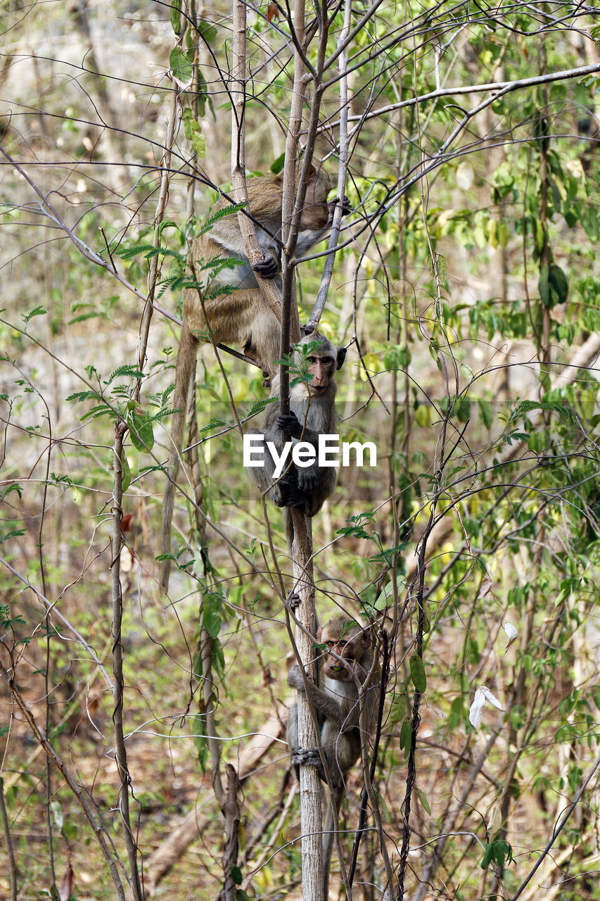 VIEW OF BIRD PERCHING ON BRANCH