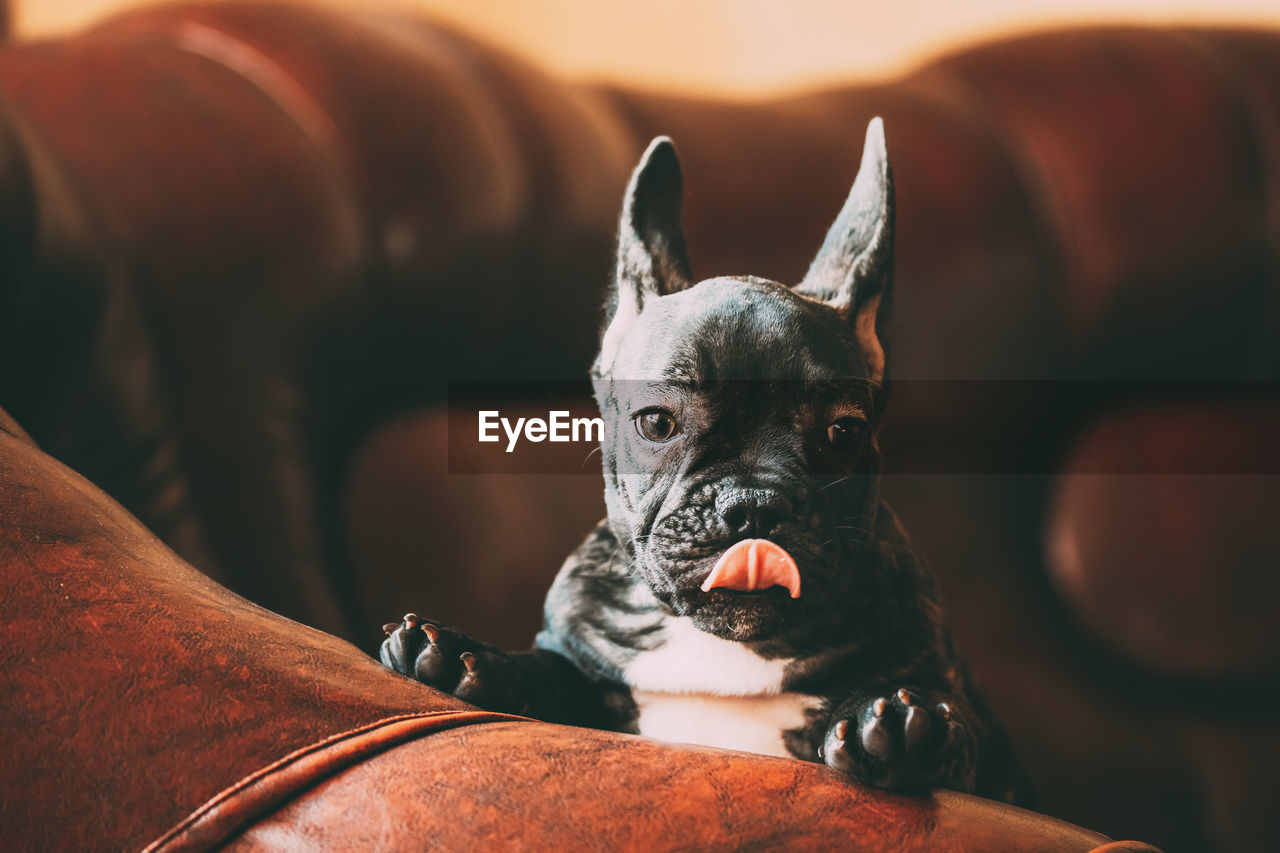 Close-up of dog sitting on sofa