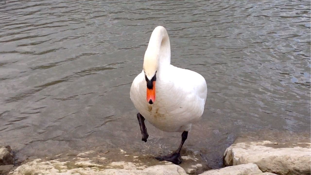 BIRD IN WATER