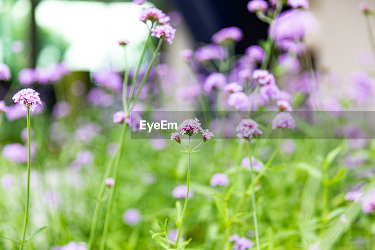 flower, flowering plant, plant, beauty in nature, freshness, nature, summer, grass, fragility, field, close-up, environment, purple, meadow, no people, animal themes, animal, selective focus, animal wildlife, macro photography, springtime, plain, front or back yard, outdoors, environmental conservation, land, multi colored, pink, green, growth, social issues, blossom, ornamental garden, insect, flowerbed, food, flower head, garden, focus on foreground, tranquility, day, sunlight, wildflower, herb, macro, backgrounds, botany, medicine, landscape, defocused