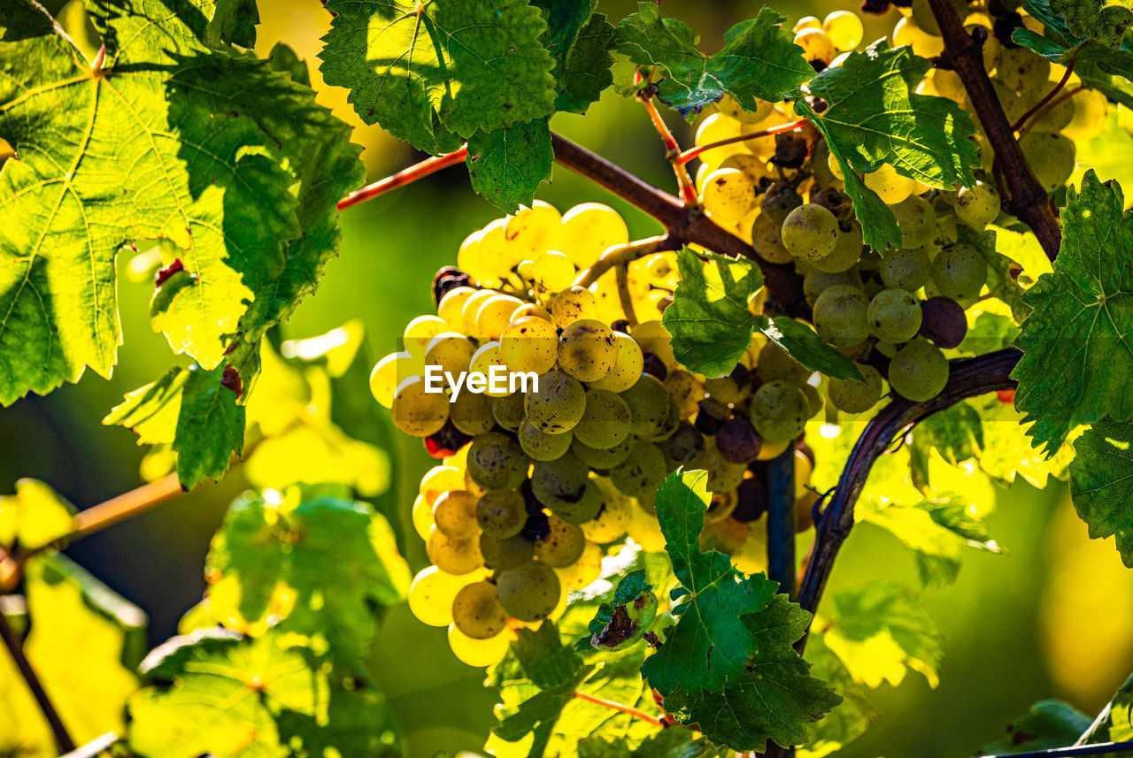 CLOSE-UP OF GRAPES