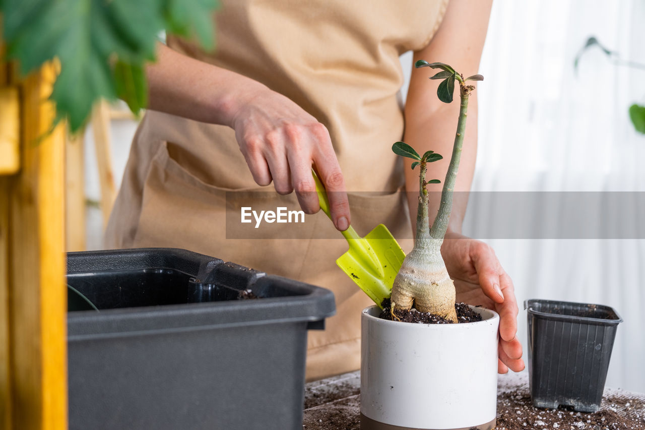 adult, one person, women, hand, lifestyles, yellow, indoors, midsection, holding, food, domestic life, plant, potted plant, food and drink, gardening, nature, growth, occupation, houseplant, flowerpot, young adult, day, close-up, working, standing, female