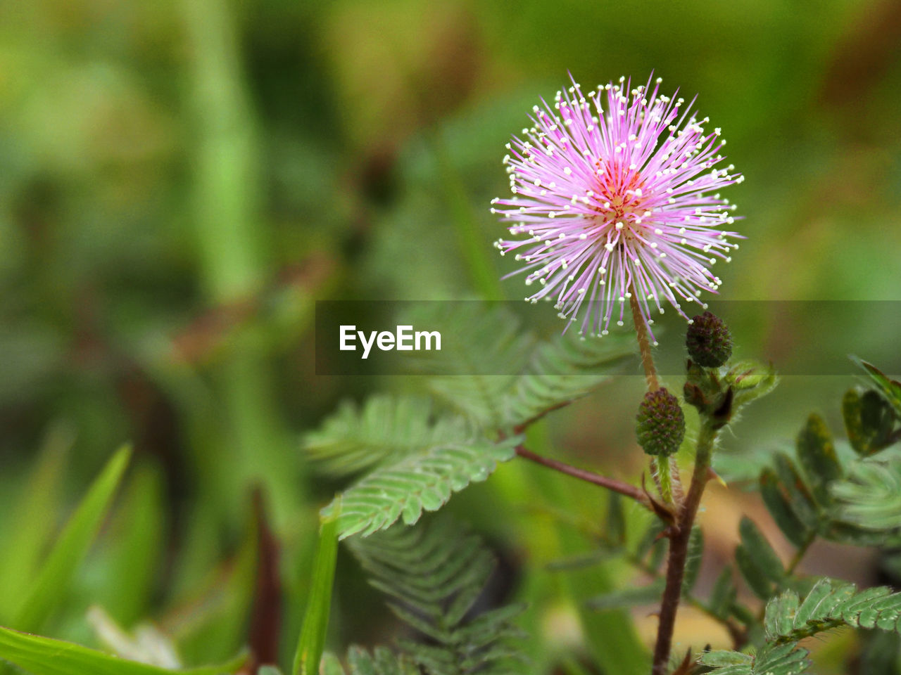 Close-up of purple flower blooming outdoors