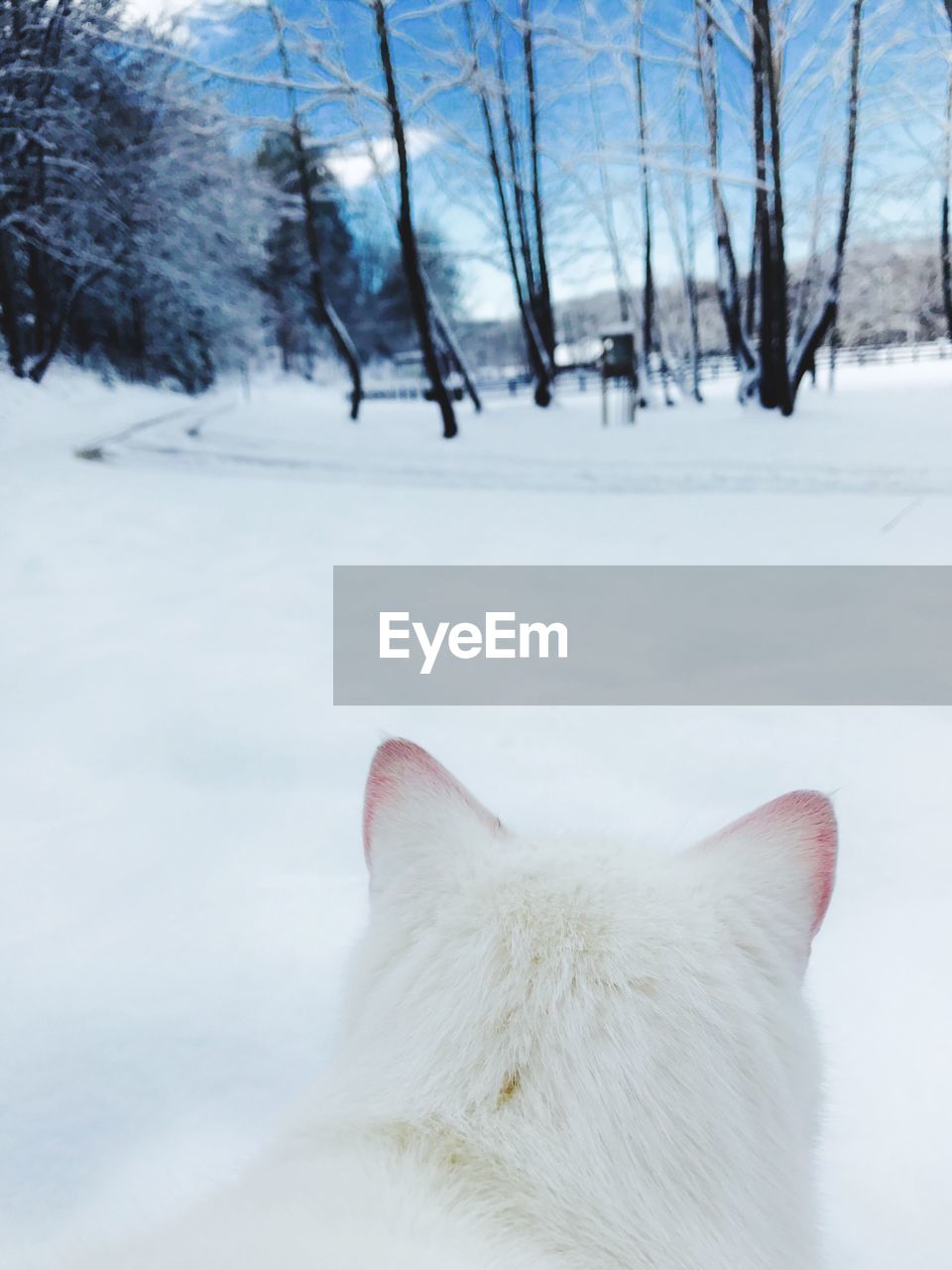 Close-up of cat on snow against sky