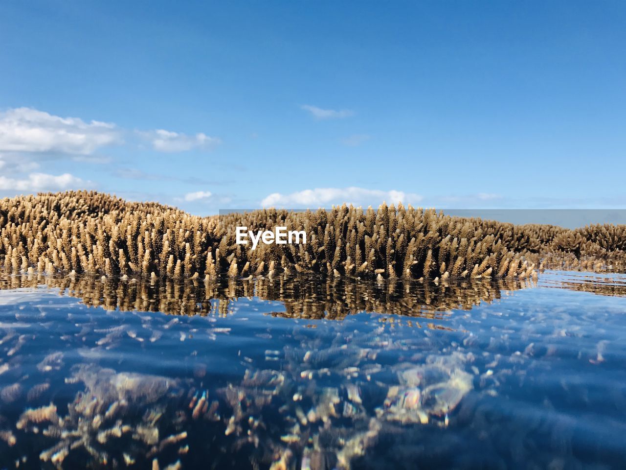 Panoramic shot of trees on field against sky