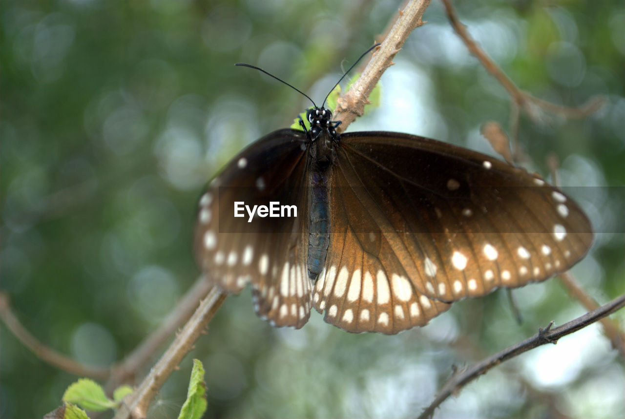 CLOSE-UP OF BUTTERFLY ON PLANT