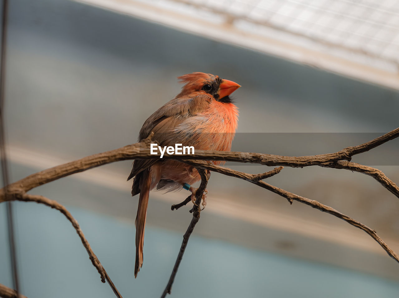 Close-up of bird perching on branch