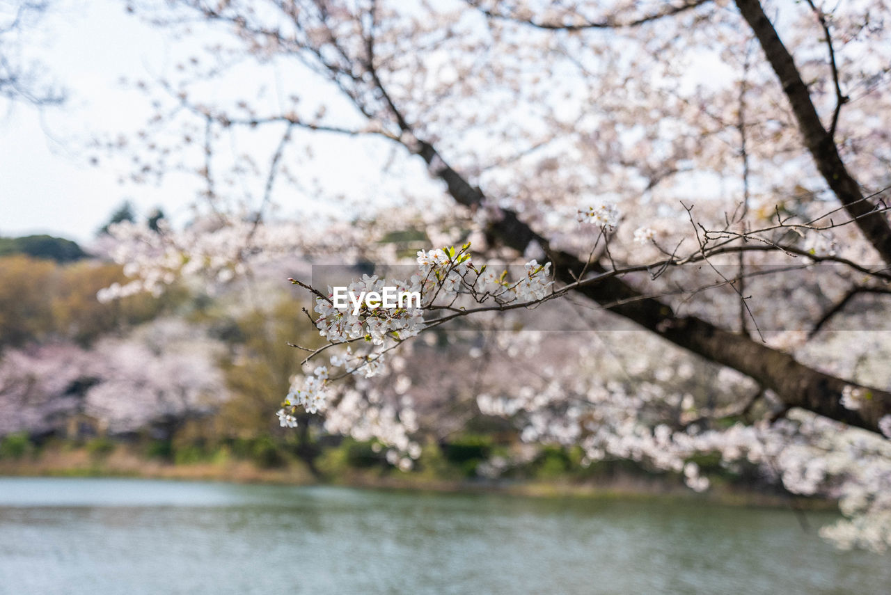 CLOSE-UP OF CHERRY BLOSSOM TREE AGAINST WATER