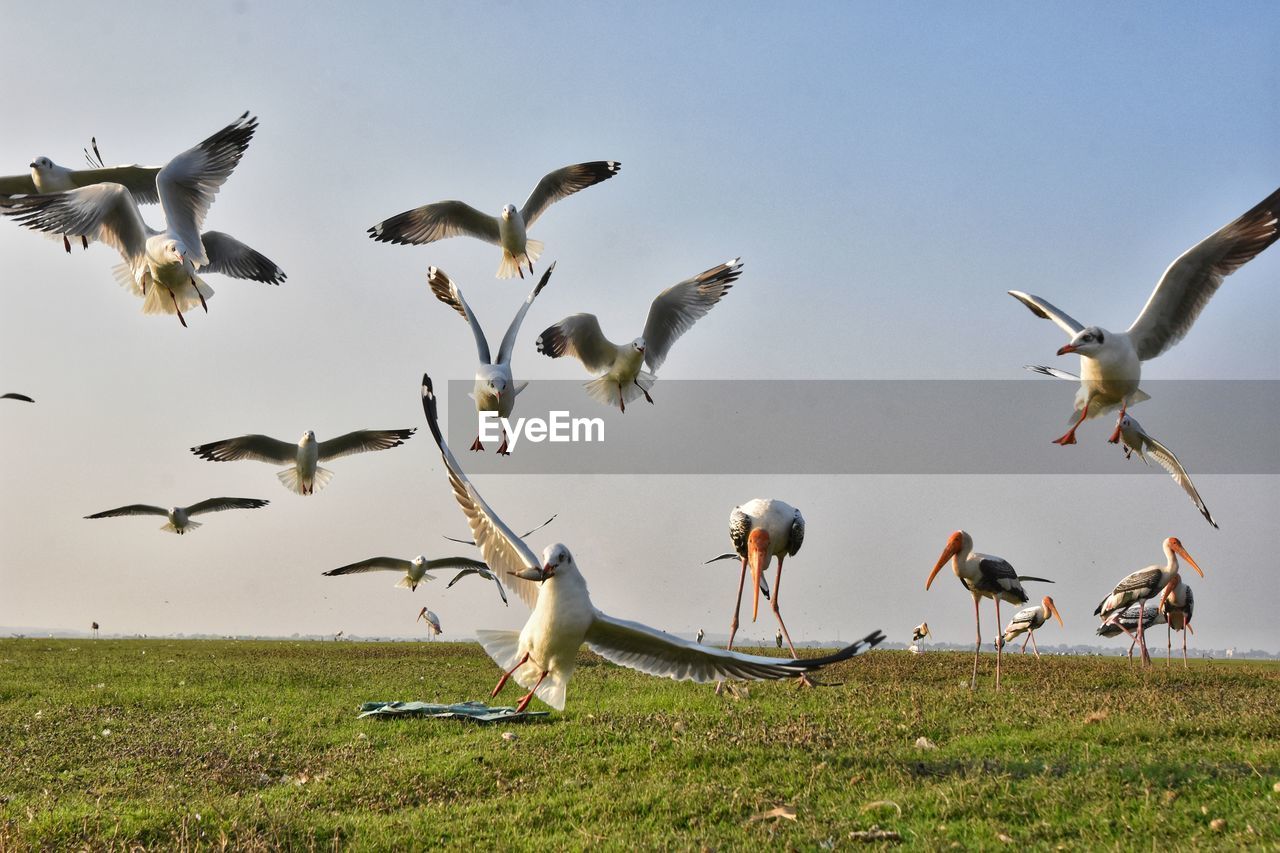 FLOCK OF SEAGULLS FLYING OVER THE FIELD