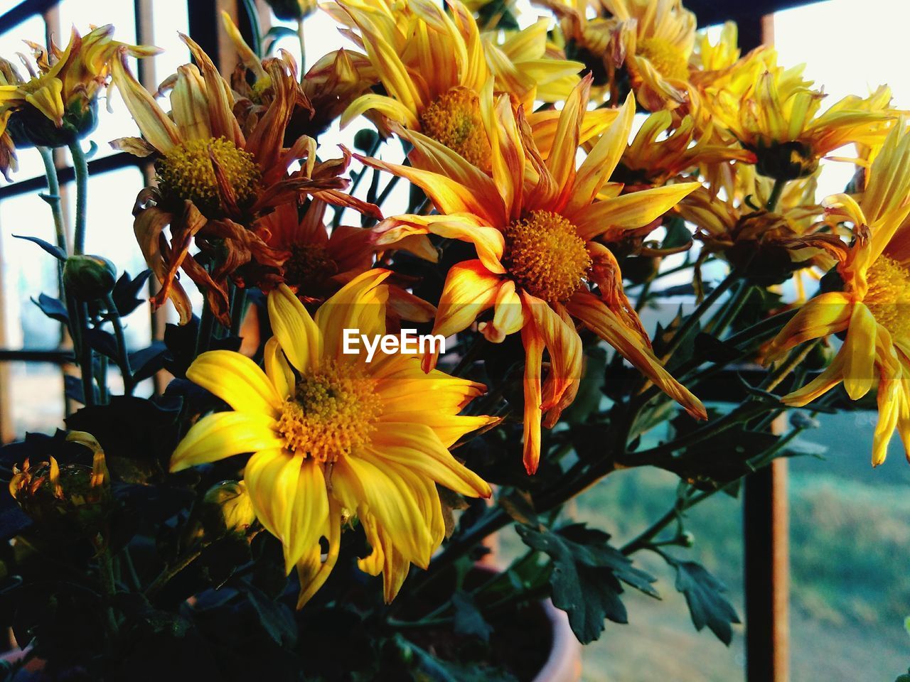 Close-up of yellow flower blooming outdoors