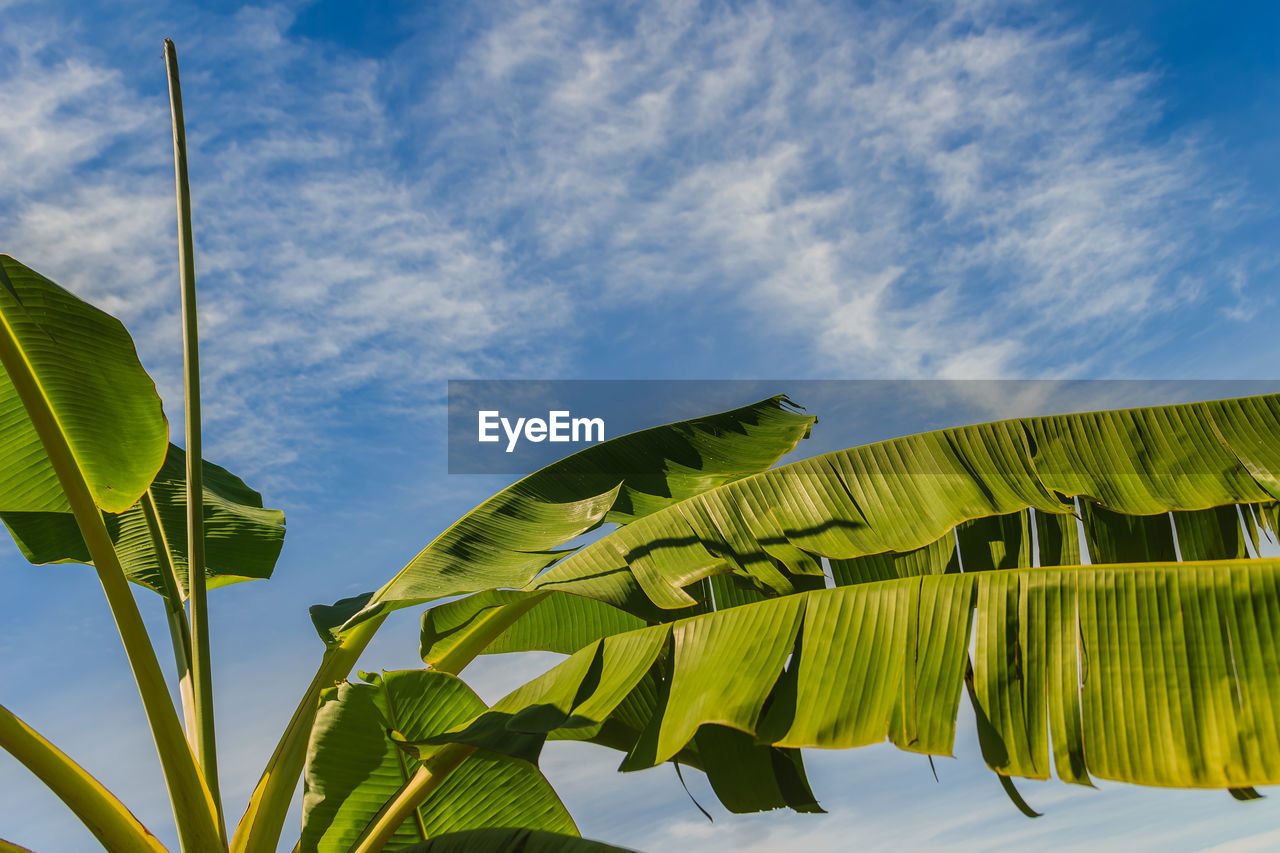 LOW ANGLE VIEW OF BANANA LEAVES AGAINST SKY