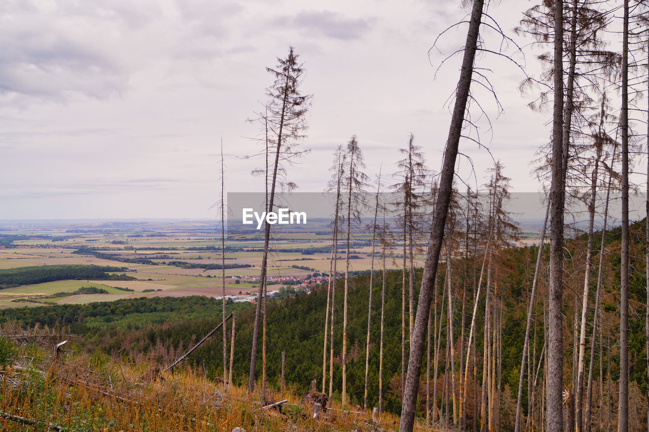 Full frame shot of dead spruce trees in forest because of bark beetles