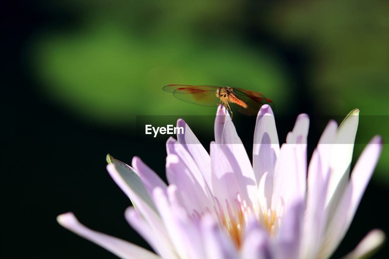 Close-up of butterfly pollinating on purple flower