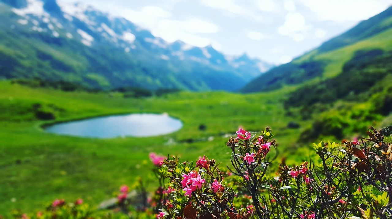 Flowers in field against mountain range