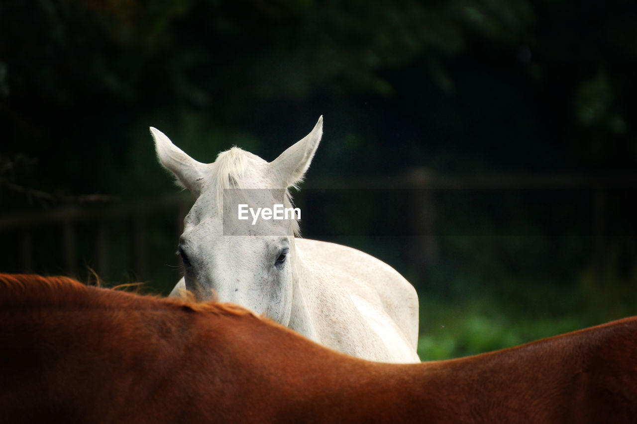 Close-up of horse