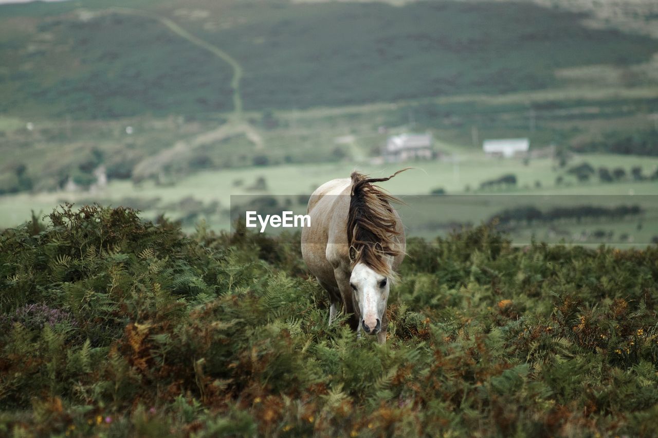 Horse grazing on field