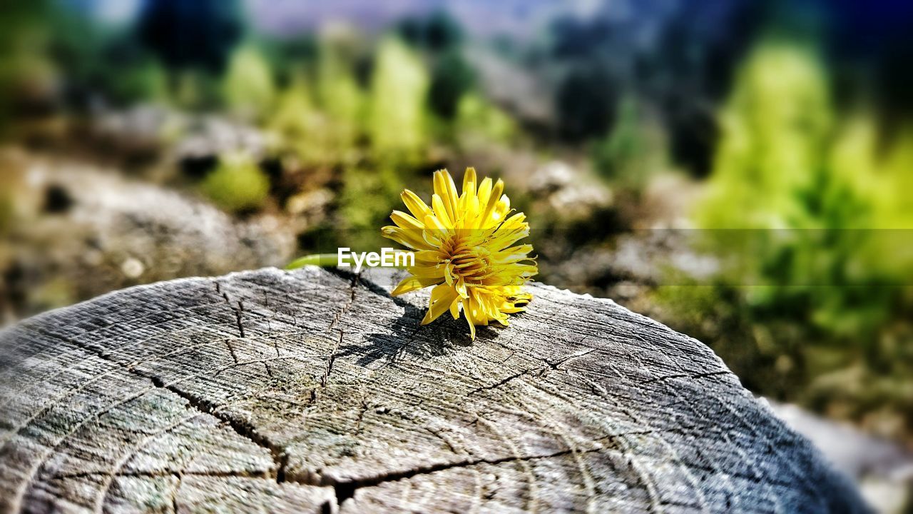 Close-up of a flower on tree stump