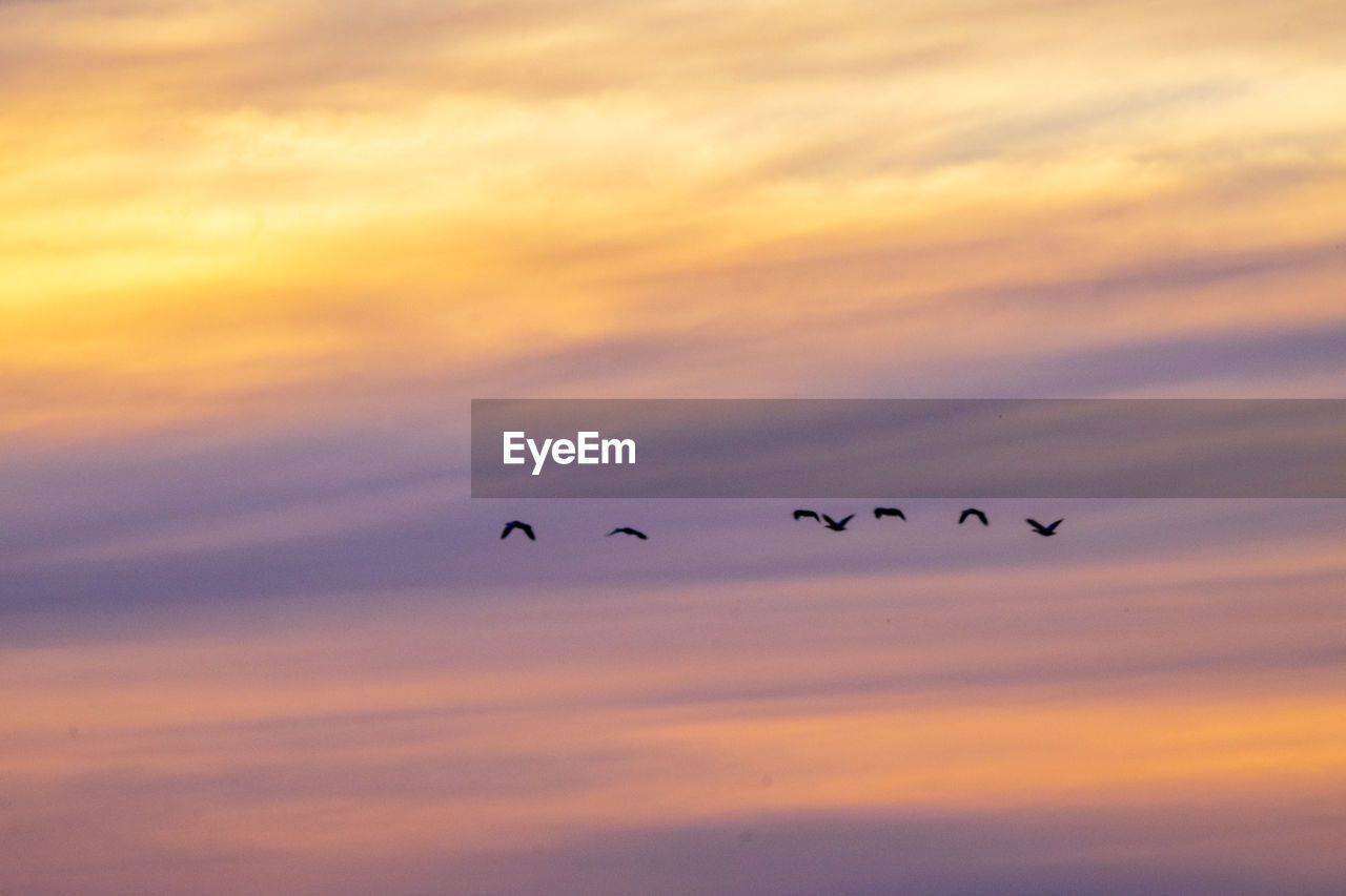 Silhouette birds flying in dramatic sky during sunset